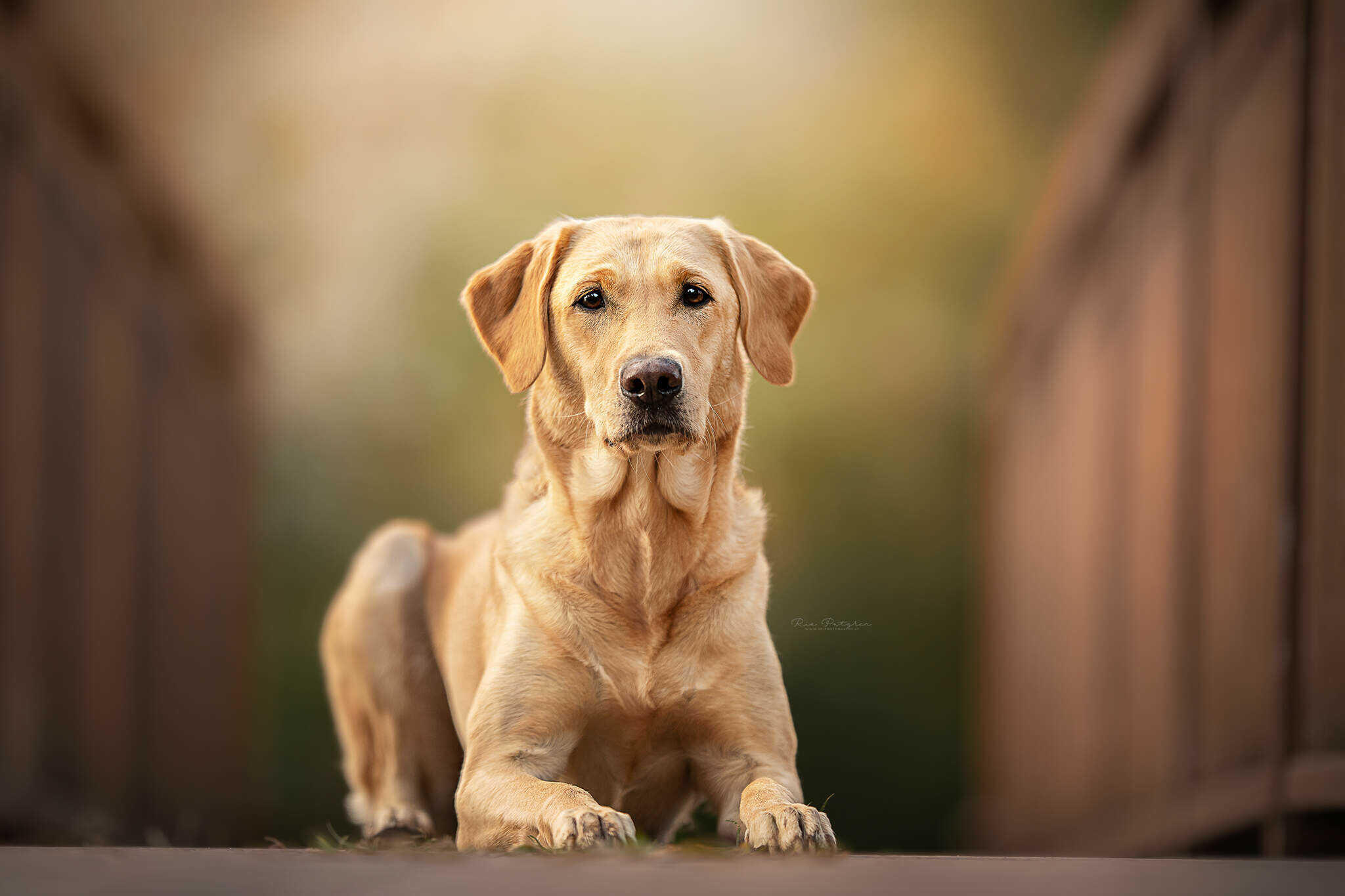 Labrador Retriever