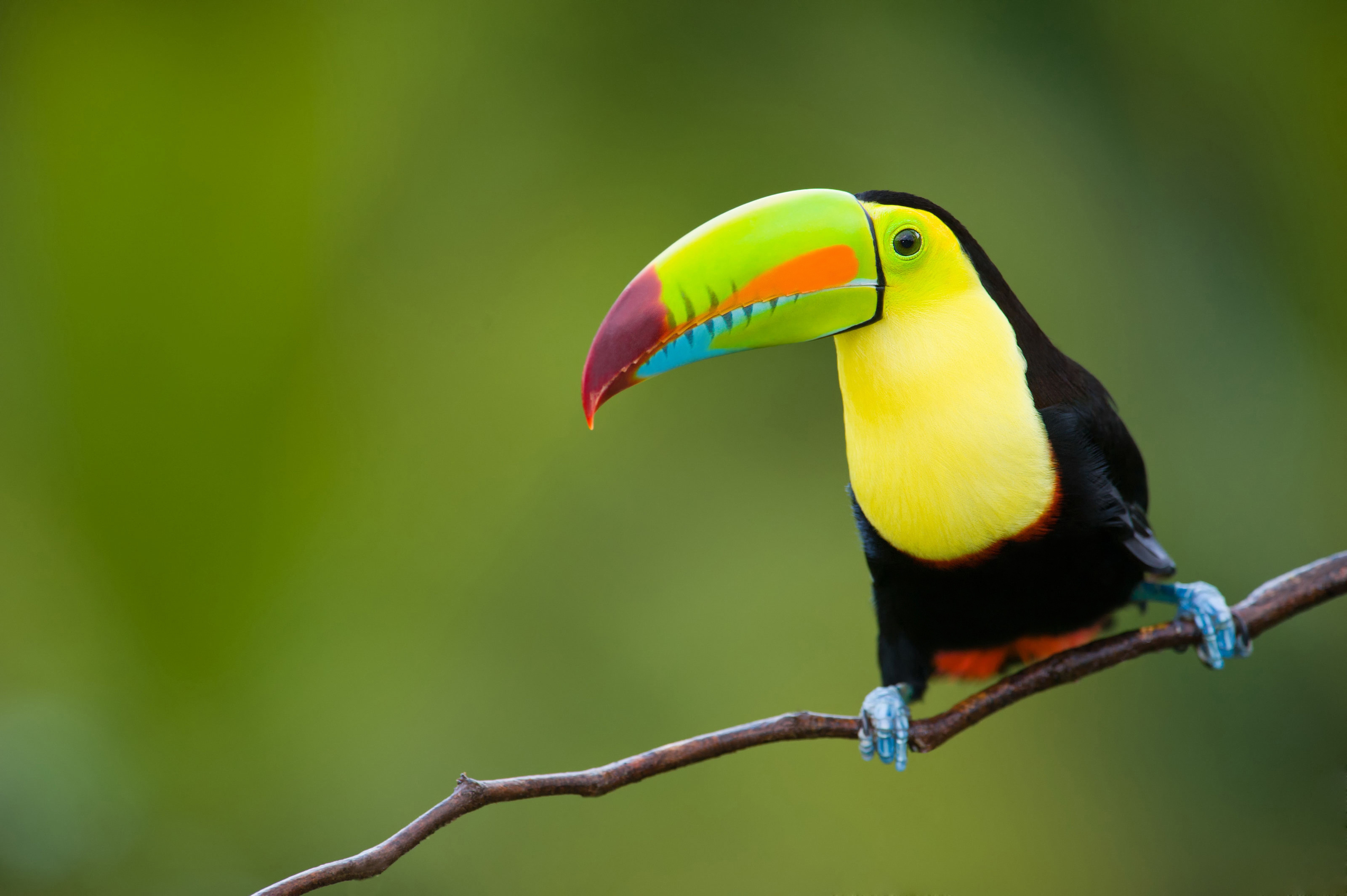 Toucans