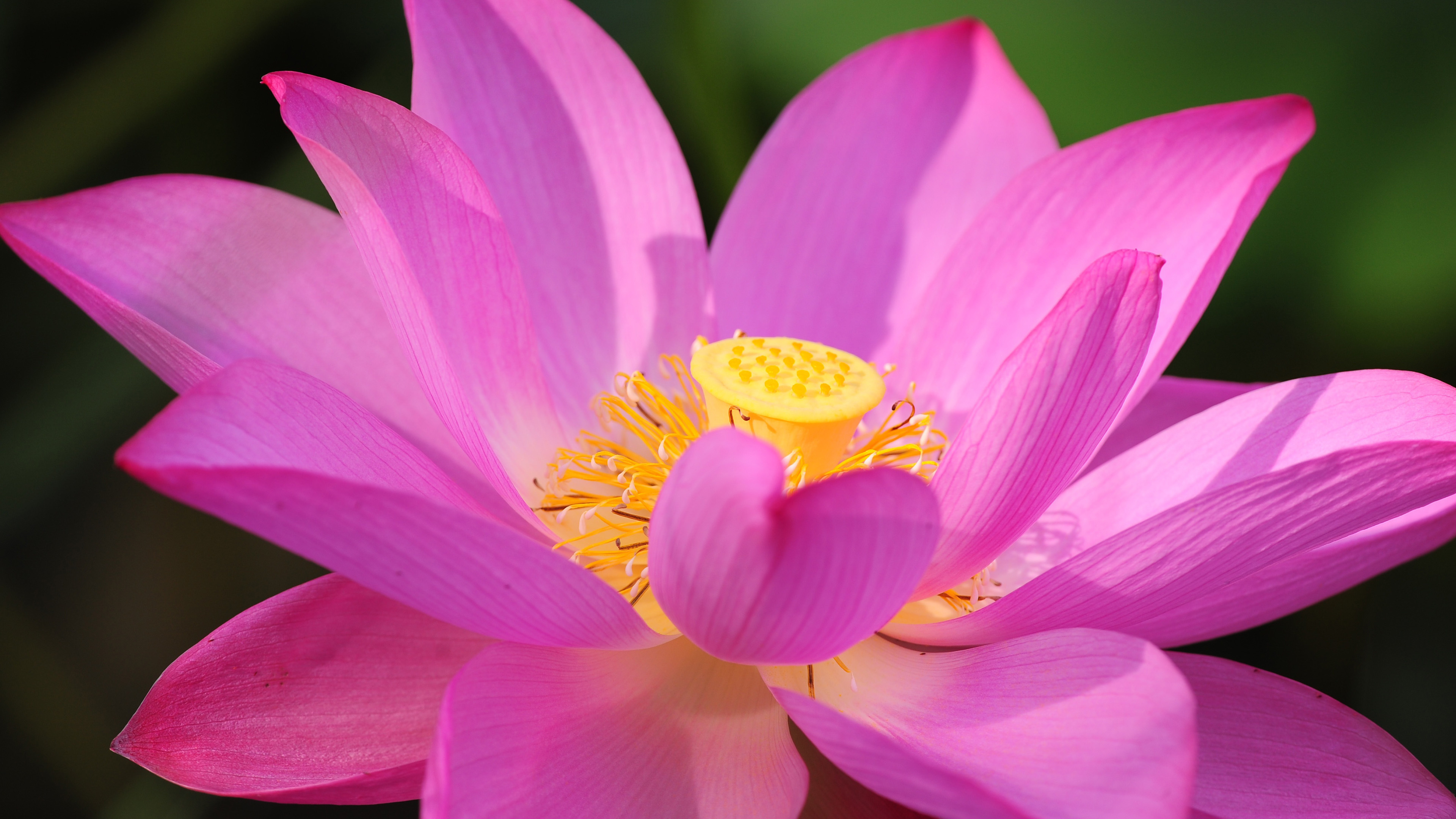 Lotus (Flower)