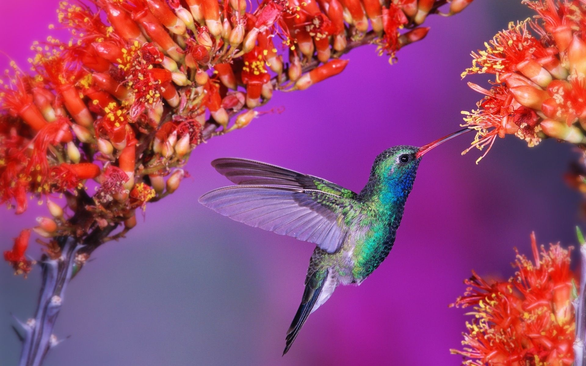 Hummingbirds