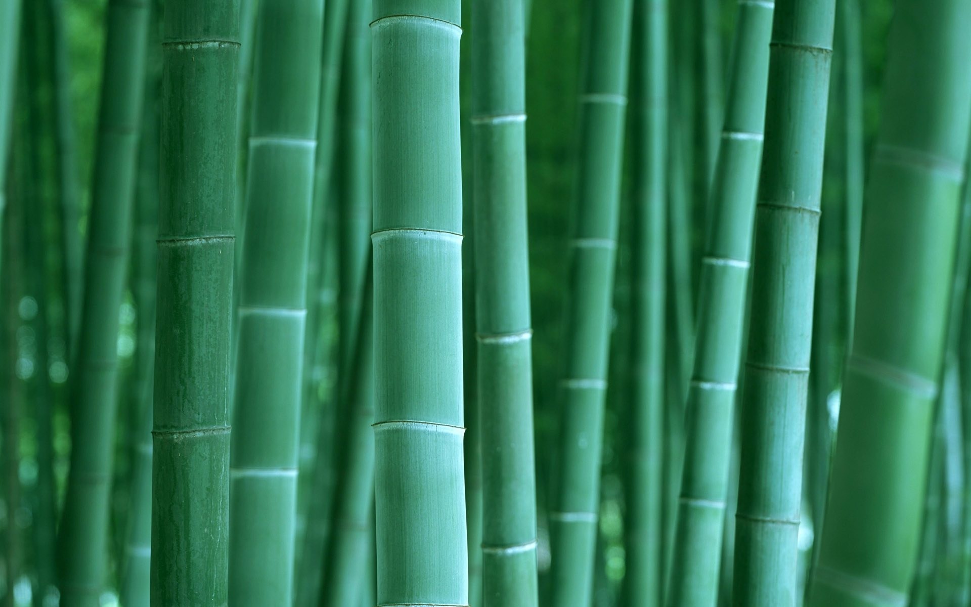 Bamboo