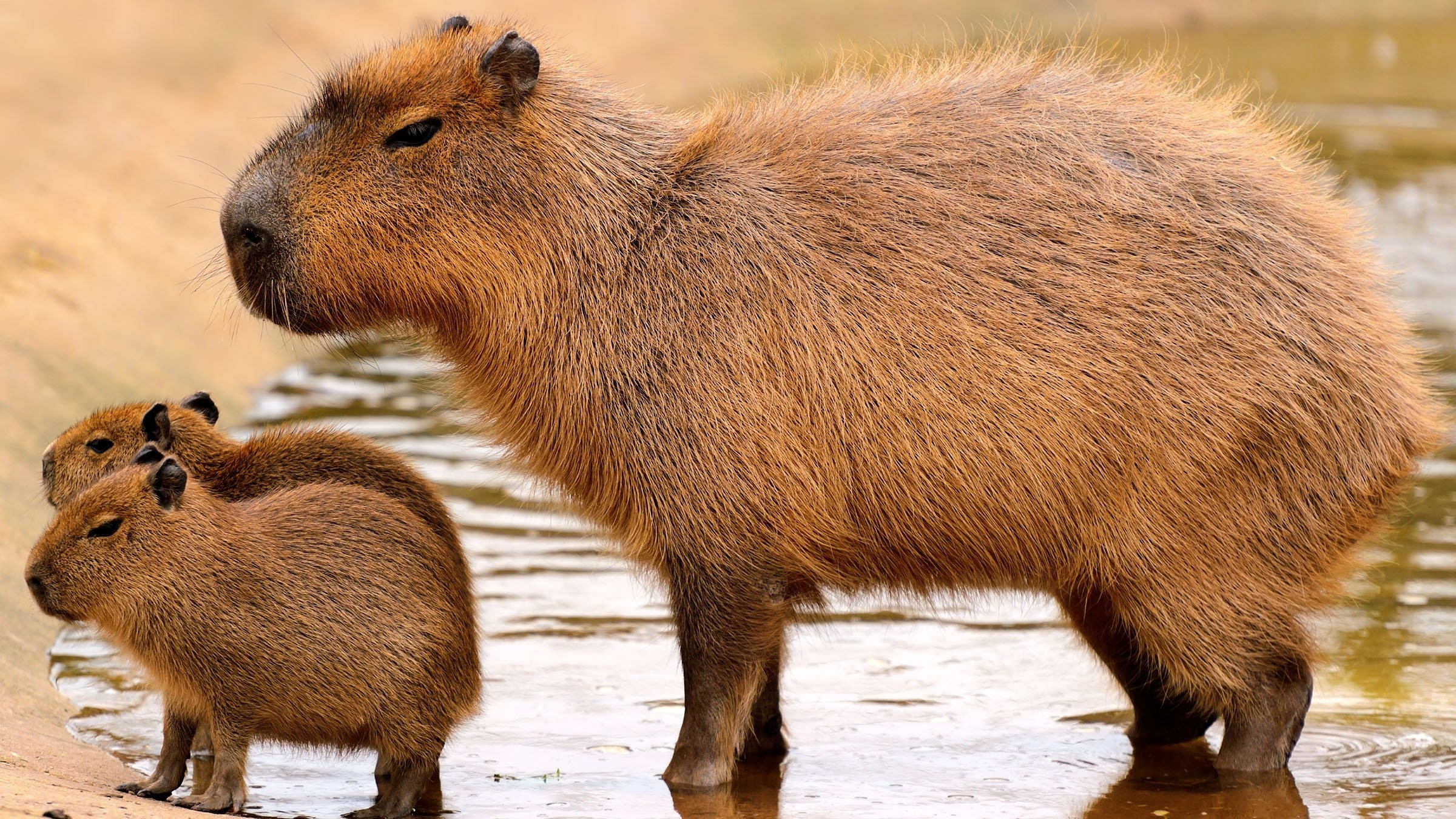 Capybaras