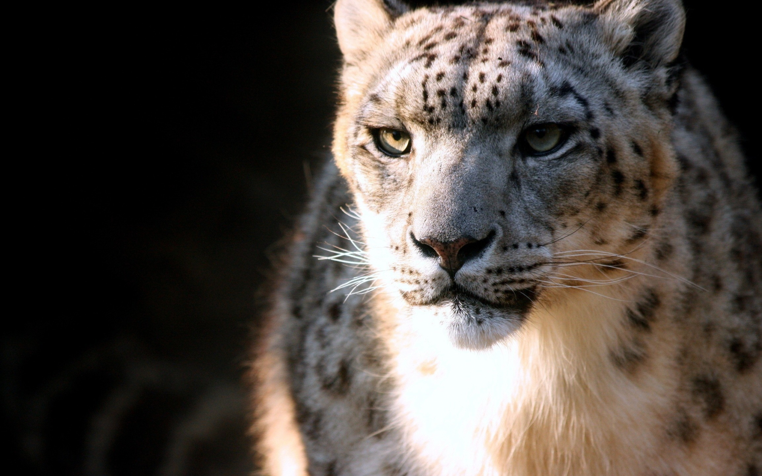 Snow Leopards