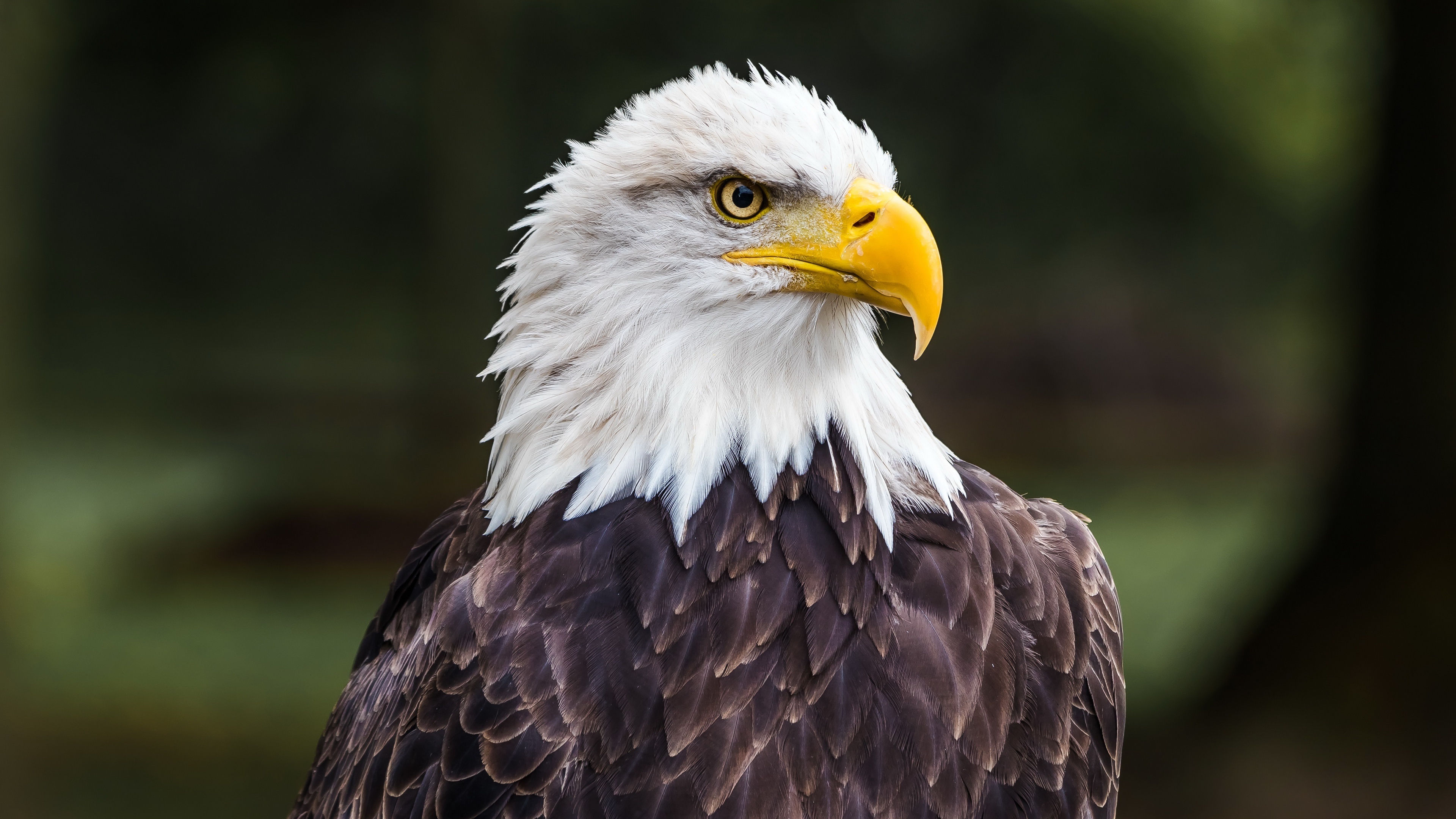 Bald Eagles