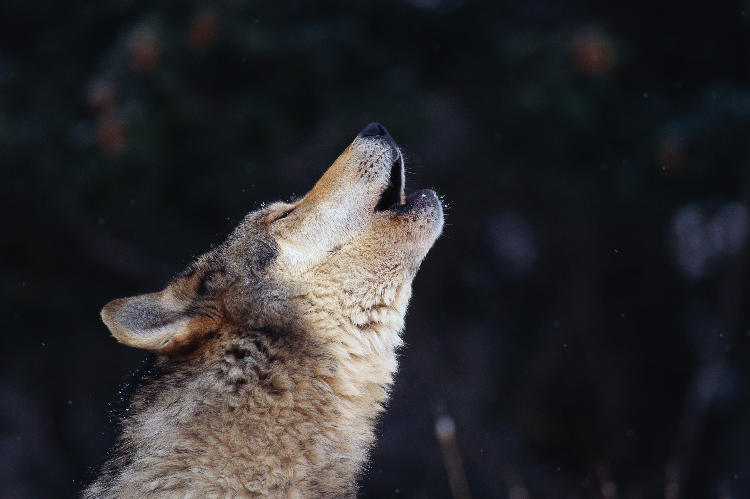 Howling Wolf