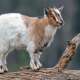 Goats