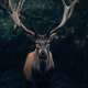 Reindeers