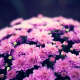 Chrysanthemums