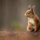 Squirrels