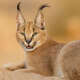 Caracal