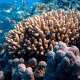 Corals