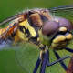 Dragonflies