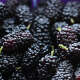 Mulberry