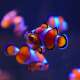 Tropical fish