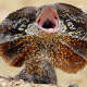 Frilled-neck Lizard