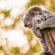 Koalas