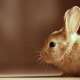 Rabbits