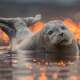 Seal