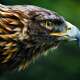 Golden Eagles