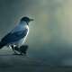 Crows
