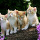 Kittens