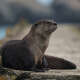 Otter