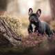 French Bulldogs