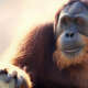 Orangutan