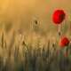 Poppy Flowers