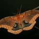 Moth