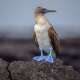 Booby (Bird)