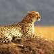 Cheetah