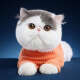 Exotic Shorthair Cat