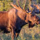 Moose