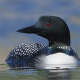 Loon (Bird)