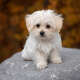 Bolognese Dog