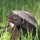 Honey Badger
