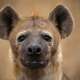 Hyena