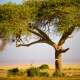 Acacia Tree
