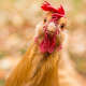 Hen