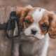 Cute Dogs