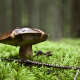 Forest Mushrooms