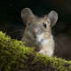 Mice
