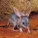 Macrotis (Bilby)