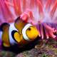 Sea Animals