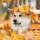 Akita