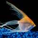 Angelfish