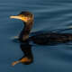Cormorant
