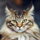 Maine Coon