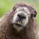 Groundhogs